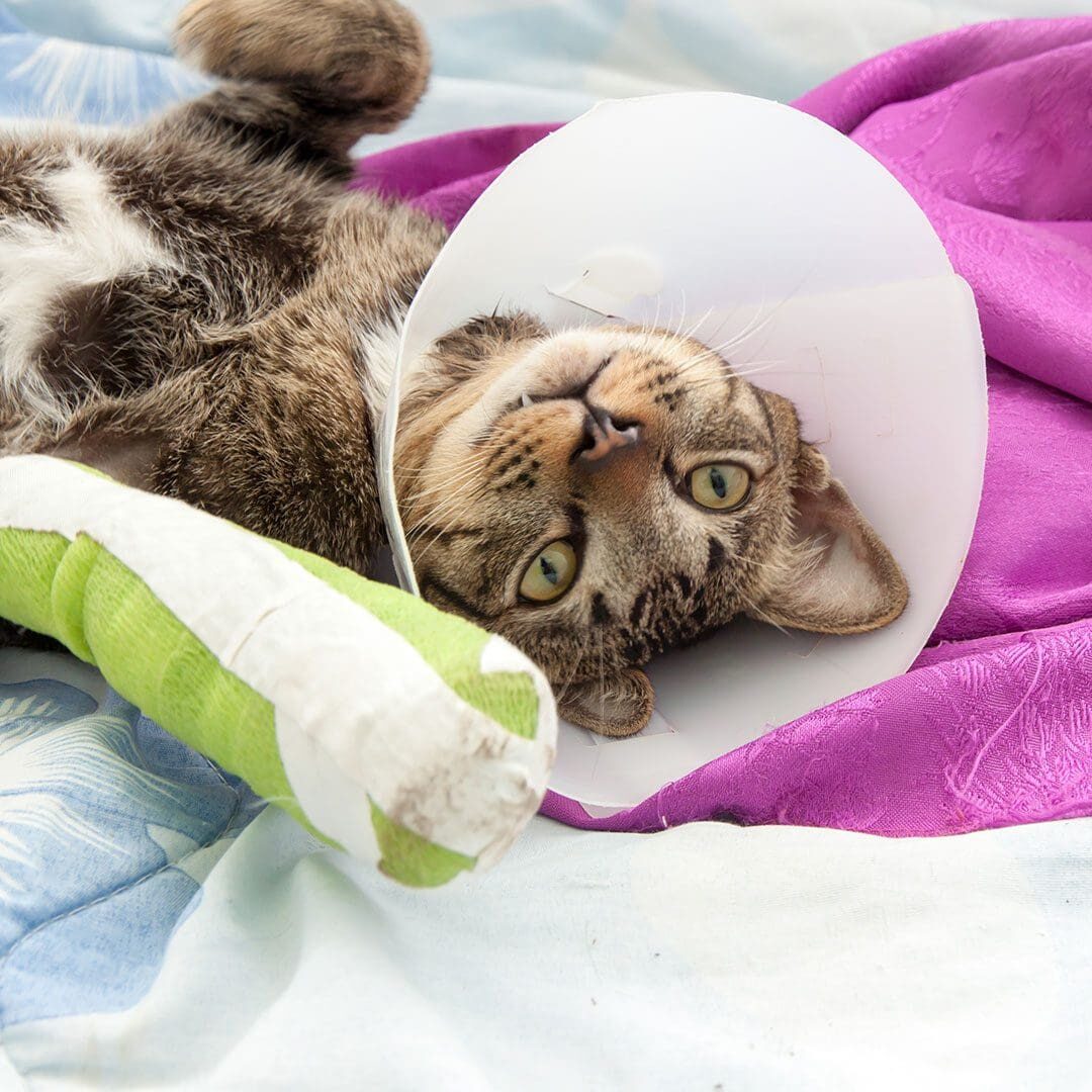 cat wearing a split and protective collar