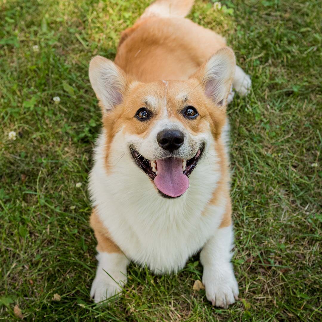 smiling Welsh corgi playing outside in the grass