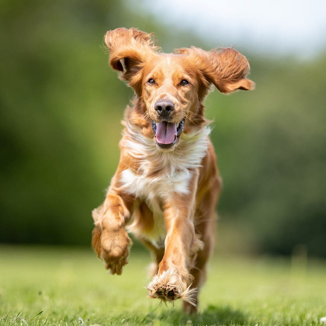 young dog with floppy ears running in a field