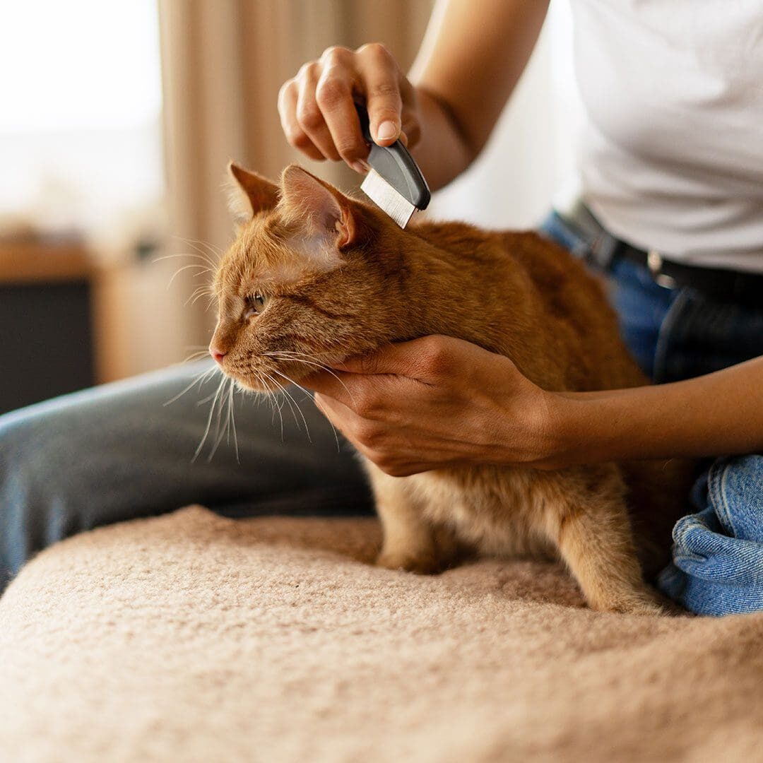 pet owner using a flea comb on their orange cat