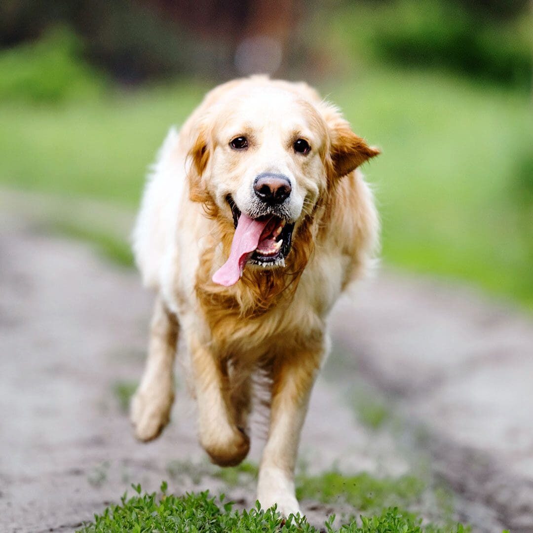 Golden Retriever running down a path