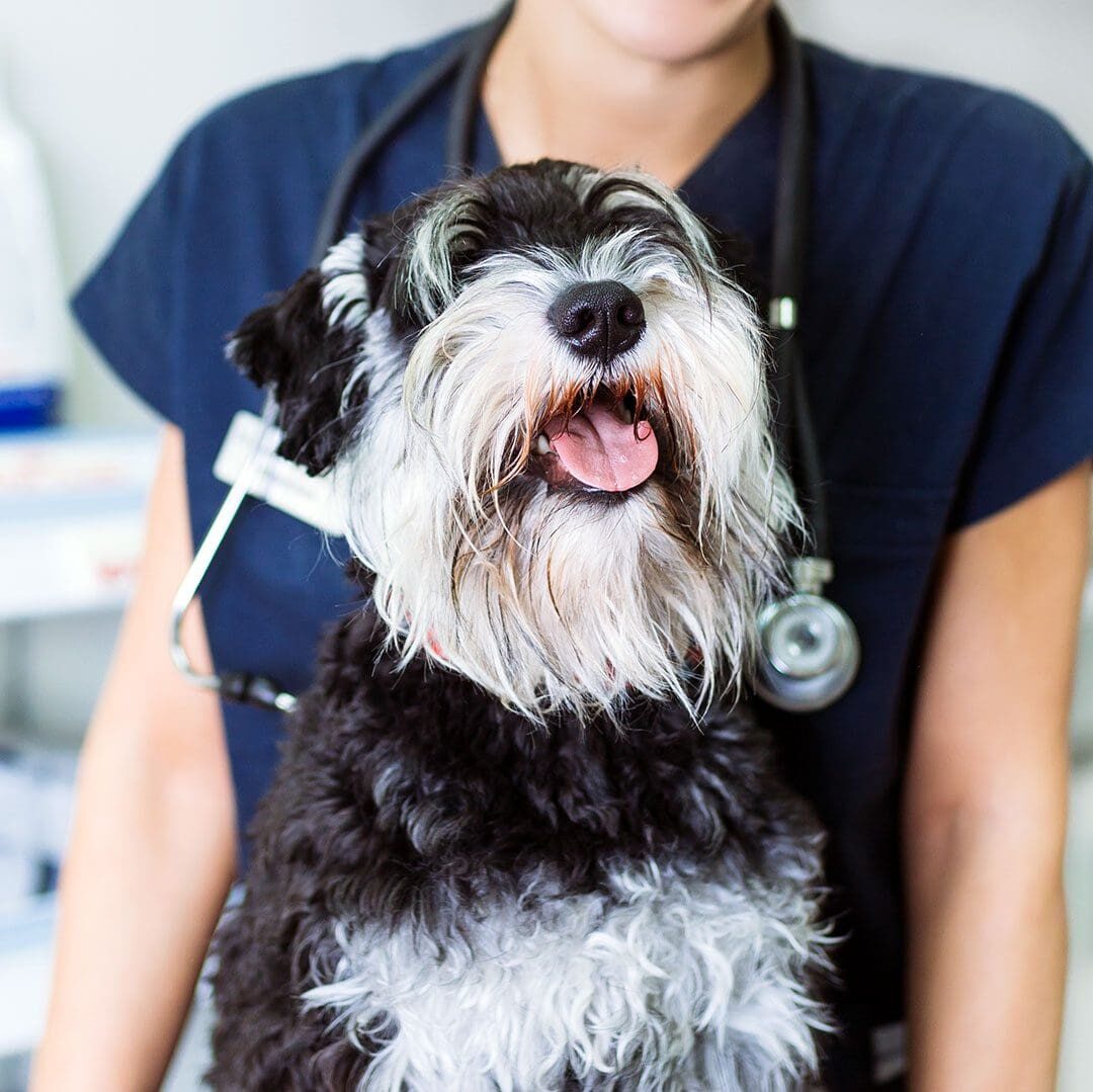 smiling Miniature Schnauzer with a veterinarian in the background