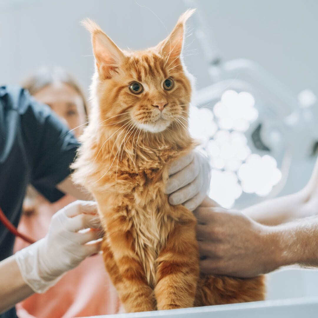 Orange Cat Being Examined At The Vet