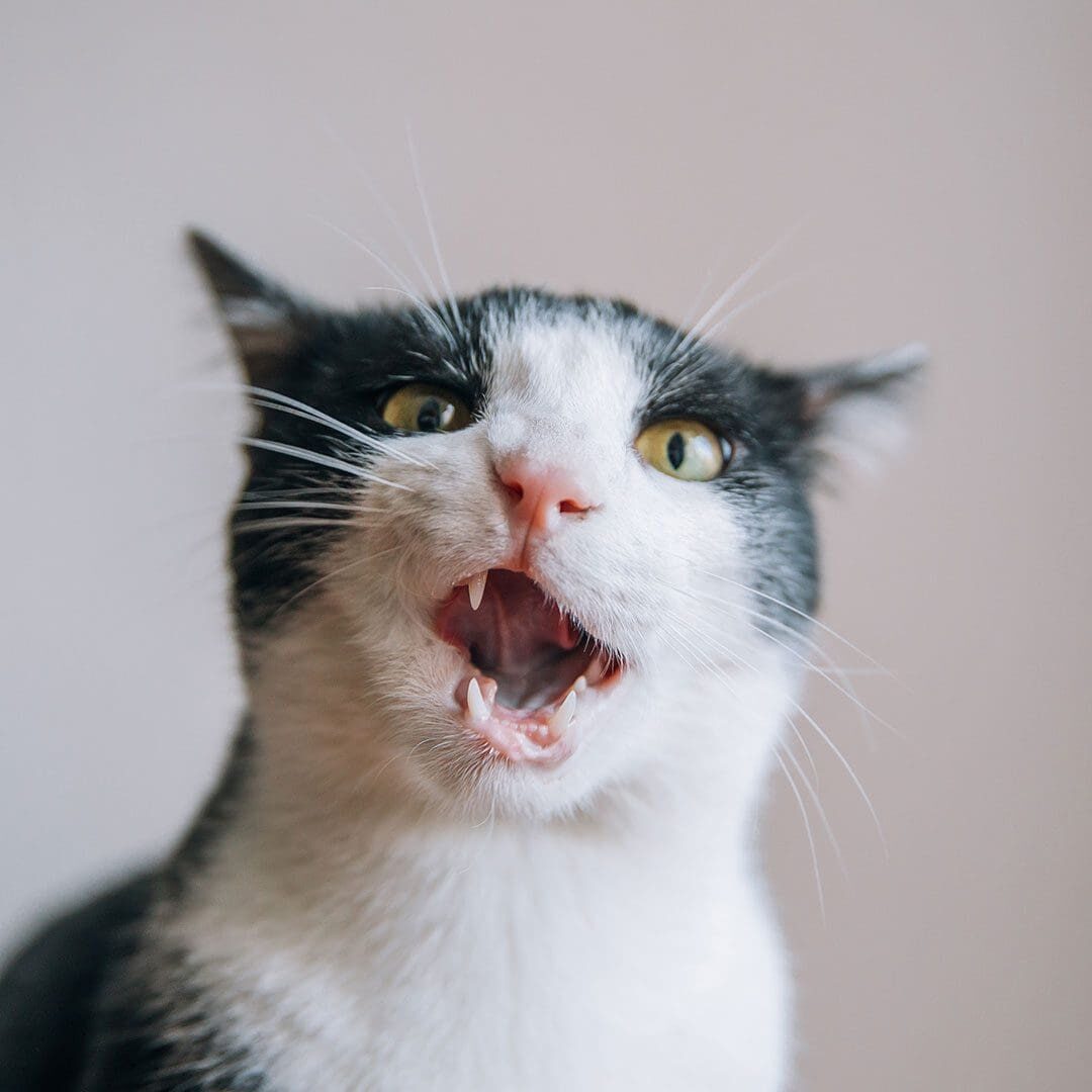 black and white cat making a silly face and showing off its teeth