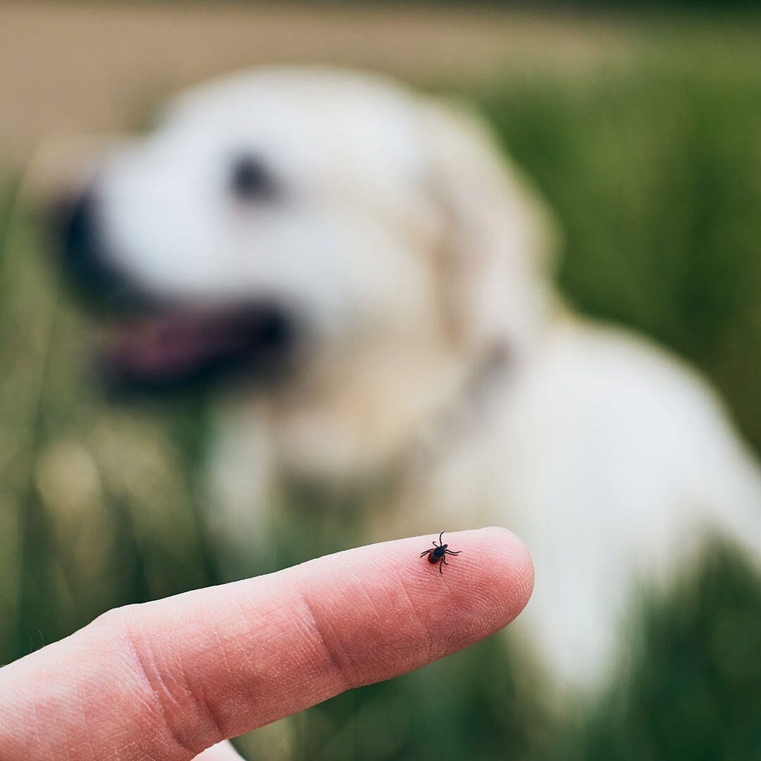 closeup of a tick on a person's finger with a dog in the background