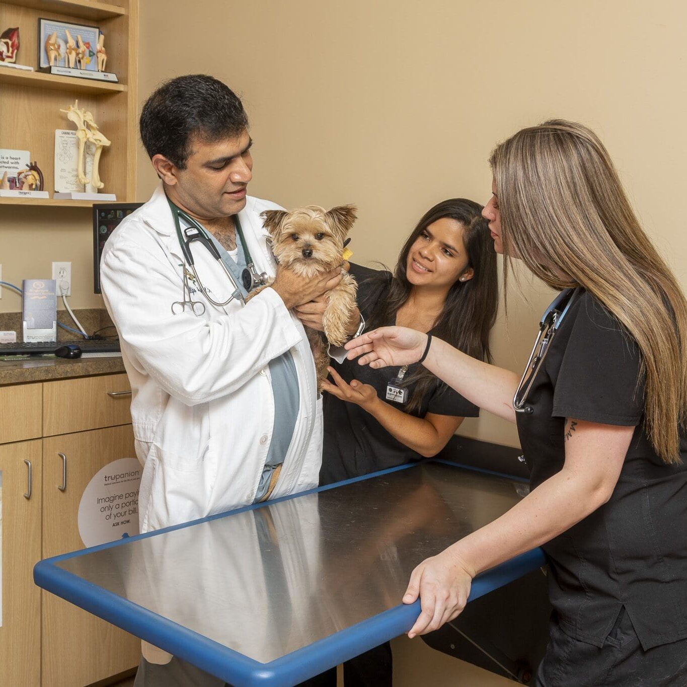 Three Veterinarians Working With A Dog